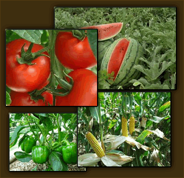 Fertile Soils for Gardens